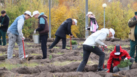 Больше 20 тысяч сеянцев деревьев высадили в Липецкой области