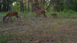 Оленей, косулю и кабанов запечатлели фотоловушки на границе Липецкой области