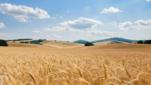 Липецкой области добавили 1,7 млн рублей на подготовку кадров для АПК