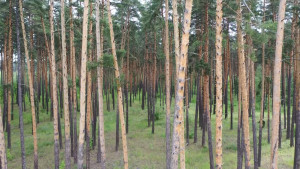 Ограничения на посещение лесов сняли в Липецкой области 