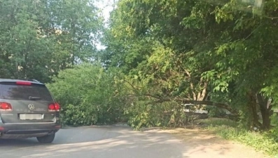 Упавшее дерево в Липецке полностью перекрыло проезд 