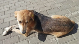 В Липецкой области отловили почти 2 тысячи безнадзорных животных с начала года