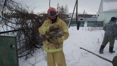 Липецкие пожарные спасли кота из горящего дома