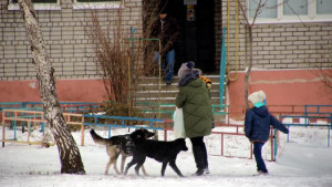 В Липецке выбрали нового подрядчика по отлову бездомных животных