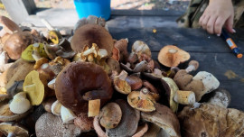 Грибной сезон в Липецкой области в этом году выдался особенно удачным