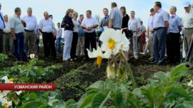 В Усманском районе картофельный бум