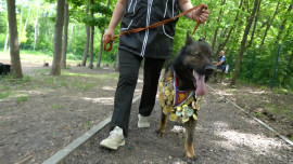 Чемпионат России по спортивно-прикладному собаководству пройдёт в Липецке