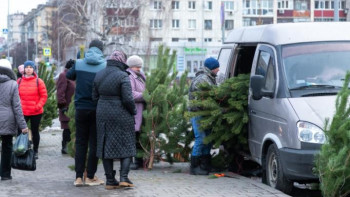 28 нелегальных ёлок конфисковали в торговых точках Липецка