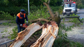 13 выездов за сутки совершили спасатели из-за упавших деревьев в Липецке