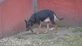 В Липецке на новогодних каникулах отловили 64 безнадзорные собаки