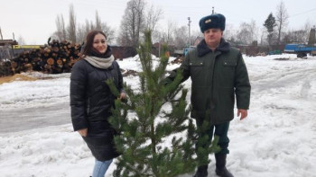 Липецкие лесники развозят новогодние елки семьям участников СВО 