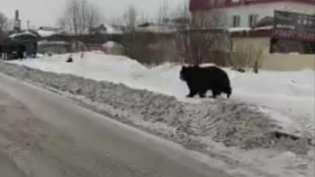 Мэрия Липецка прокомментировала видео с ходящим по улицам медведем