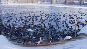 На Лебединое озеро НЛМК слетелись зимовать городские утки