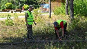 В Ельце в парке 40-летия Октября началась санитарная опиловка деревьев