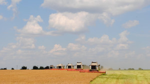 Уборка рапса идёт в семи муниципалитетах Липецкой области