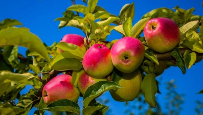 Сбор яблок начался в Липецкой области
