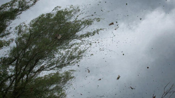 Ураганный ветер в Липецке привёл к падению деревьев и повреждению линий освещения