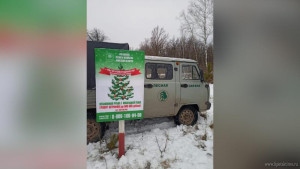 В Липецкой области за вырубку хвойных деревьев может грозить штраф до 500 тысяч рублей