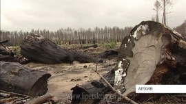 Липецкая область восстановила все горельники