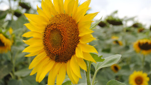 Аграрии Липецкой области собрали 957 тысяч тонн масличных 