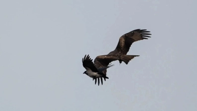 Настоящую битву вороны и коршуна заснял над Галичьей Горой фотограф Александр Щербаков 