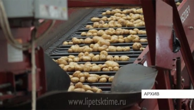 В Липецкой области объем производства картофеля увеличат в 2 раза