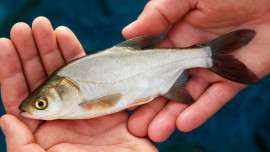 НЛМК выпустил в реку Дон 2,5 тонны толстолобика