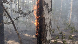 Борьба за Воронежский биосферный заповедник продолжалась 4 дня