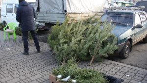 В Липецке прошел первый рейд по незаконным елочным базарам