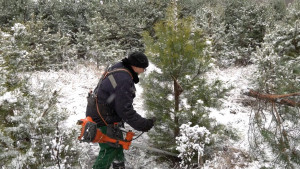 Лестничества Липецкой области готовят елки для жителей региона