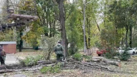 В Липецке возбудили уголовное дело о халатности по факту падения дерева на ребенка