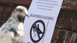 Липчане могут нарваться на штраф за кормление голубей