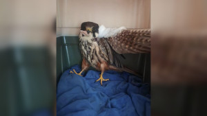Липецкие ветеринары спасли редкого сокола-чеглока