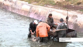 Добринские рыбоводы планируют выловить более 200 тонн карпа, амура и щуки