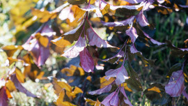 32 декоративные яблони высадили у Быханова сада в Липецке