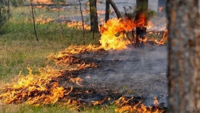 Чрезвычайная пожароопасность лесов прогнозируется в Липецкой области с 11 июня