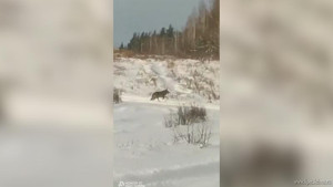 Двух волков сняли на видео в Задонском районе Липецкой области 