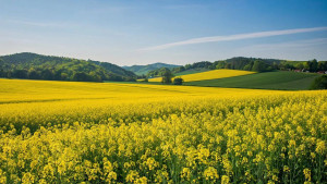 Липецкие аграрии собрали более 500 тыс. тонн масличных культур