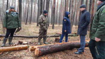 Липецкая природоохранная прокуратура обнаружила незаконную вырубку деревьев в Усманском лесничестве