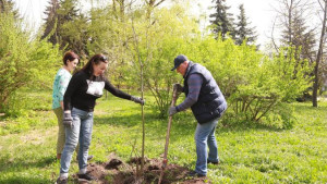 В Липецке около областного ЗАГСа высадили ивы из Японии