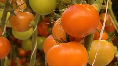 Цена на помидоры в Липецкой области выросла на 20%