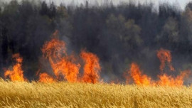 Пожар на пшеничном поле произошел в Воловском районе