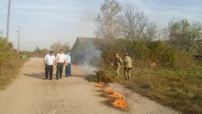 В Краснинском районе сожгли 450 кустов конопли