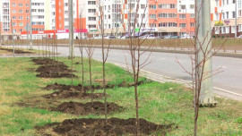 НЛМК и фонд "Милосердие" и подарили Липецку аллею из 100 лип