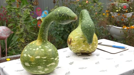 Житель Липецкой области выращивает овощи необычной формы