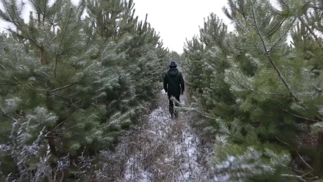 В Липецкой области будут усиленно ловить незаконных рубщиков ёлок 