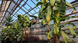 В липецком Зеленхозе зимой зреют лимоны и бананы