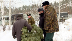 В липецких лесничествах начали воровать елки (видеосюжет)