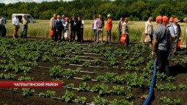 "День поля" провели селекционеры в Чаплыгинском районе