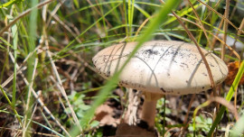 29 человек в Липецкой области отравились грибами в 2025 году